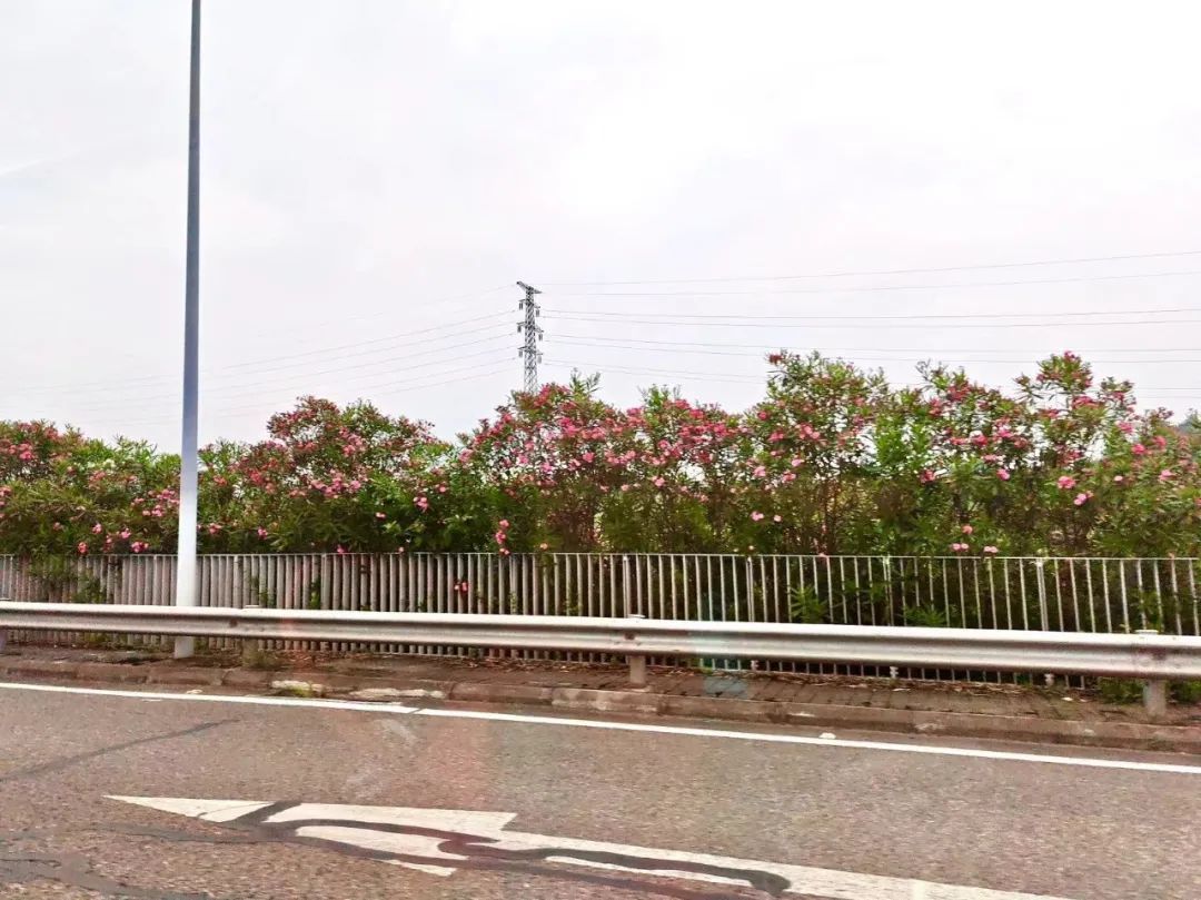 全株有毒!别碰!重庆路边很常见...... 全株有毒!别碰!重庆路边很常见......