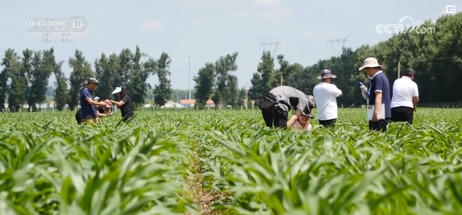 “一地一策”，3.0版！耕地中的“大熊猫”交出“优粮”答卷