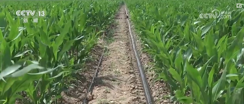 “一地一策”，3.0版！耕地中的“大熊猫”交出“优粮”答卷