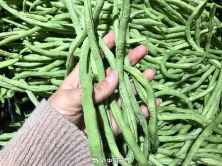 豆橛子统一了山河四省人的夏天餐桌 豆橛子统一了山河四省人的夏天餐桌