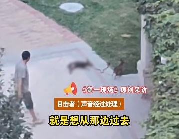 正常遛狗，一男子突然拿滑板车把狗砸晕，称“吓到我小孩了”…
