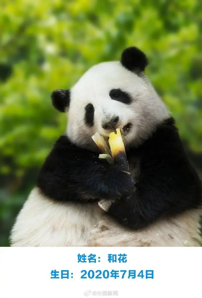 “西直门三太子”生日快乐！蛋糕上有9只“小鸟”