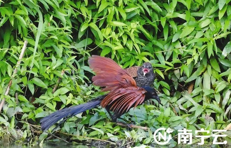 国家二级保护动物褐翅鸦鹃在南湖筑巢安家 国家二级保护动物褐翅鸦鹃在南湖筑巢安家