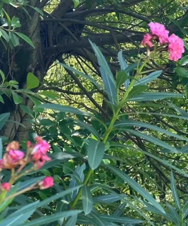 全株有毒!别碰!重庆路边很常见...... 全株有毒!别碰!重庆路边很常见......