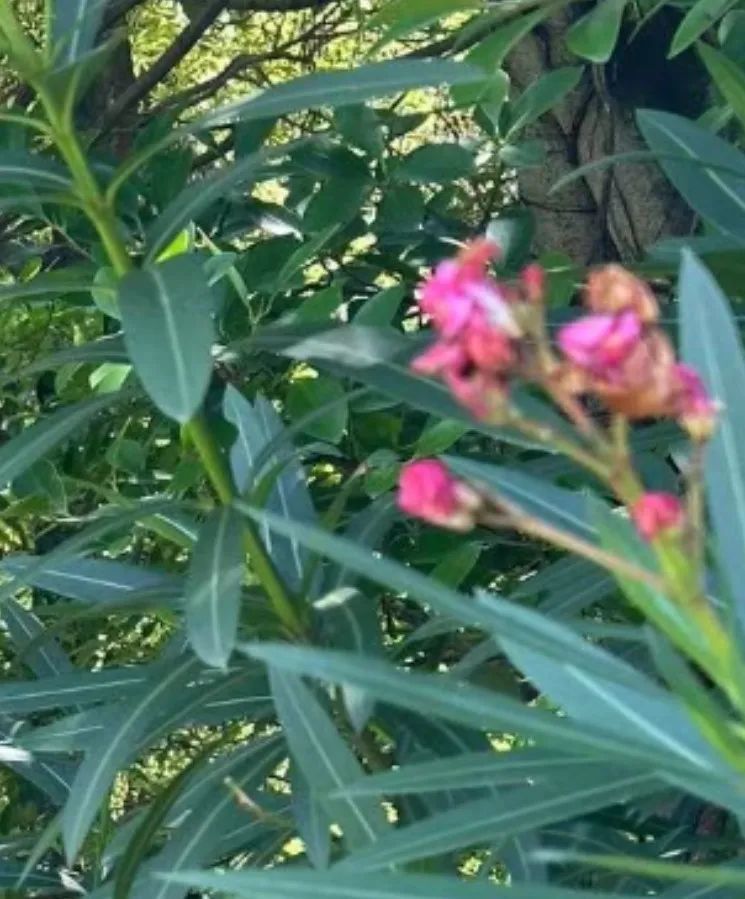 全株有毒!别碰!重庆路边很常见...... 全株有毒!别碰!重庆路边很常见......