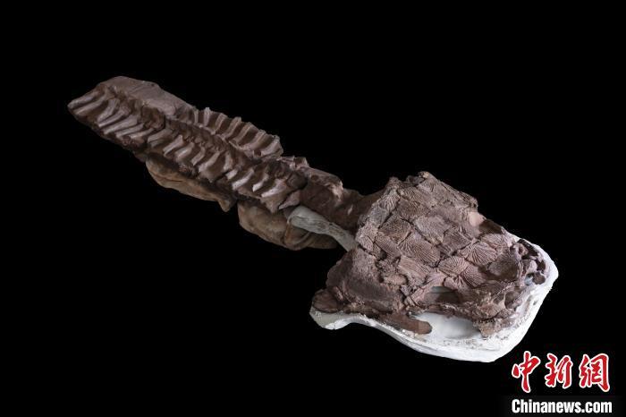 国际最新研究发现2.8亿年前巨大蝾螈类动物化石 同类体型最大