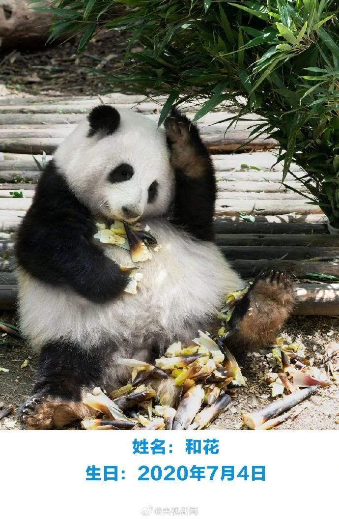 和花、和叶、萌兰，生日快乐！