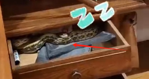 家中马桶钻出一条蛇！山东一居民慌了：冲了两次水“没冲下去”