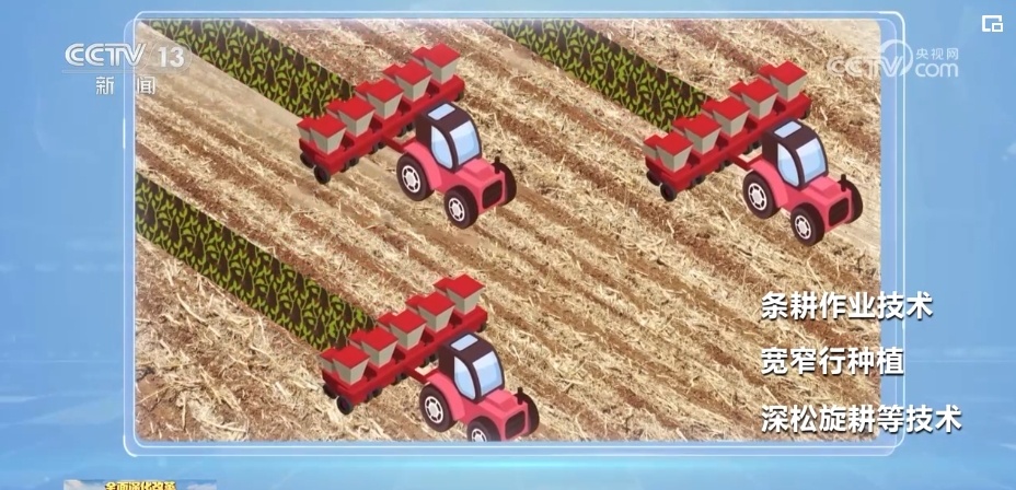 “一地一策”，3.0版！耕地中的“大熊猫”交出“优粮”答卷