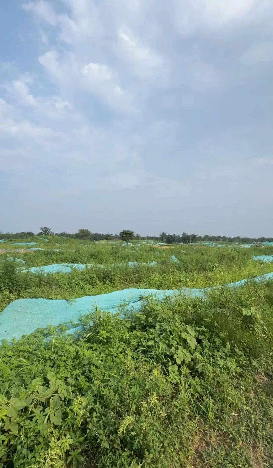 暖心!北京永定河畔,它们的家留住了 暖心!北京永定河畔,它们的家留住了