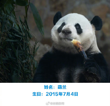 萌兰花花和叶今天生日,花花可可爱爱到4岁 萌兰花花和叶今天生日,花花可可爱爱到4岁