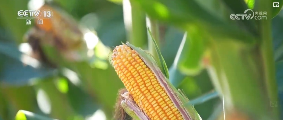 “一地一策”，3.0版！耕地中的“大熊猫”交出“优粮”答卷