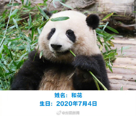 萌兰花花和叶今天生日,花花可可爱爱到4岁 萌兰花花和叶今天生日,花花可可爱爱到4岁