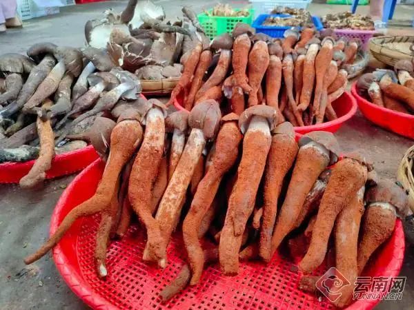 为了让你吃上野生菌,云南人有多拼? 为了让你吃上野生菌,云南人有多拼?