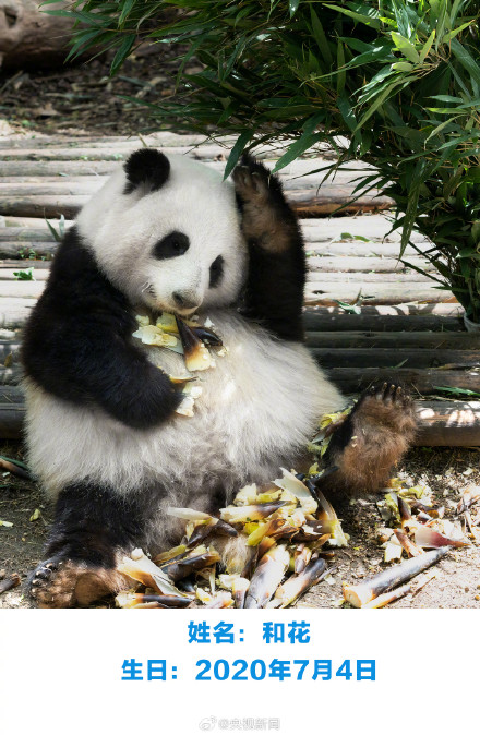生日快乐！萌兰花花和叶今天生日