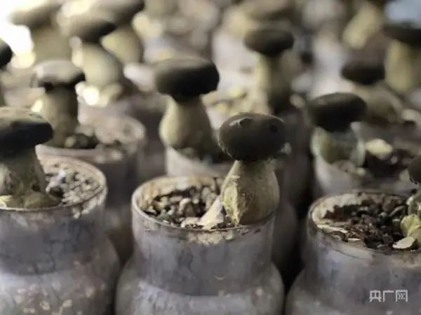 为了让你吃上野生菌,云南人有多拼? 为了让你吃上野生菌,云南人有多拼?