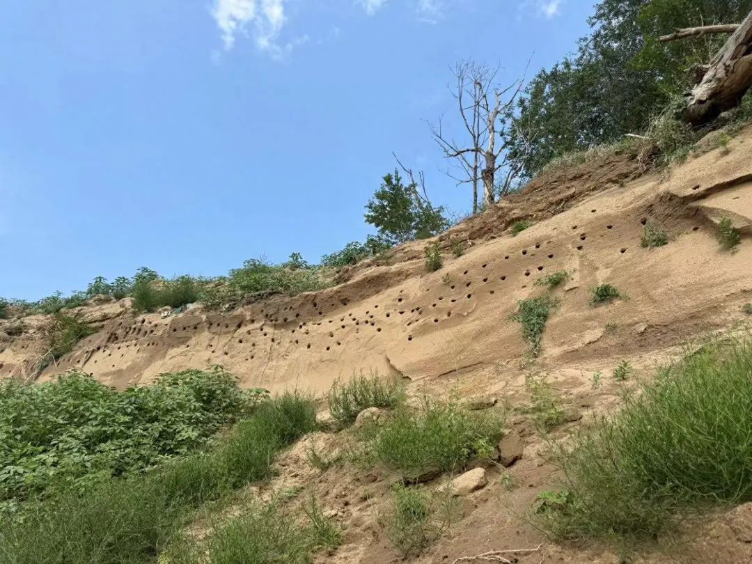 暖心!北京永定河畔,它们的家留住了 暖心!北京永定河畔,它们的家留住了