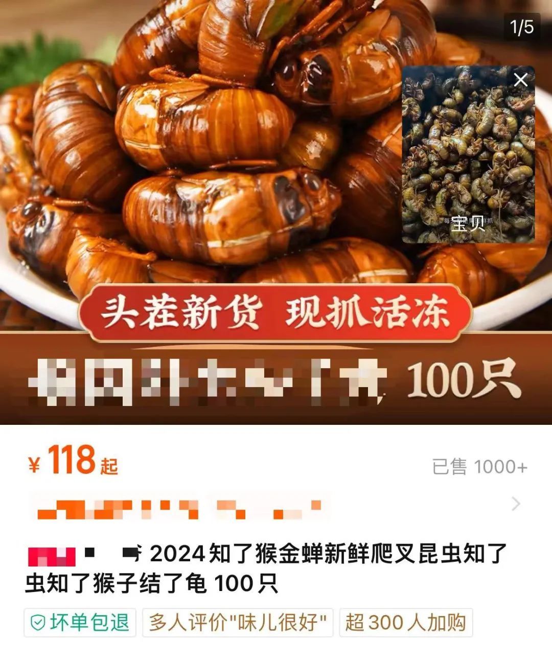 近期大量出现！有人出价800元/公斤，浙江不少人在抓