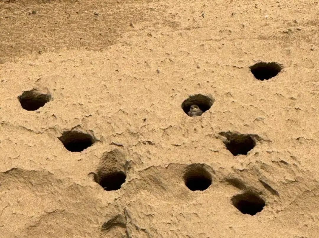 暖心!北京永定河畔,它们的家留住了 暖心!北京永定河畔,它们的家留住了