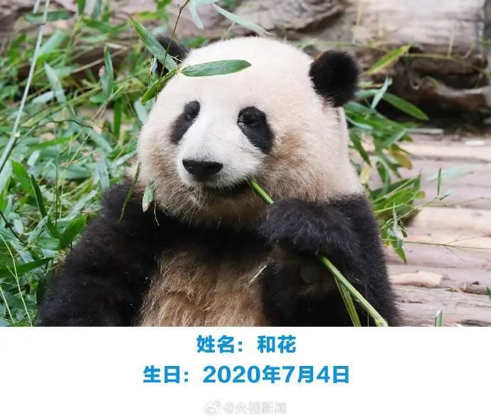 “西直门三太子”生日快乐！蛋糕上有9只“小鸟”