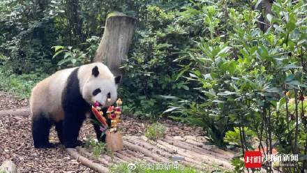转存收藏！和花和叶生日高清图集