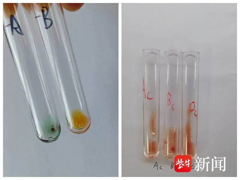 江苏一地发现“恐龙血”，比“熊猫血”还稀有！