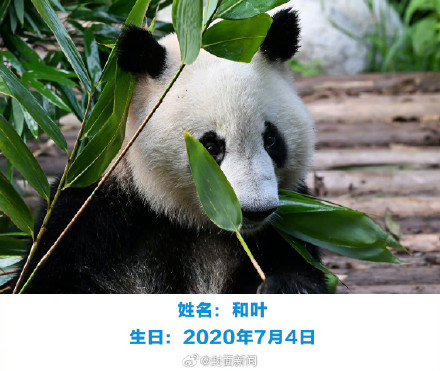 萌兰花花和叶今天生日,花花可可爱爱到4岁 萌兰花花和叶今天生日,花花可可爱爱到4岁