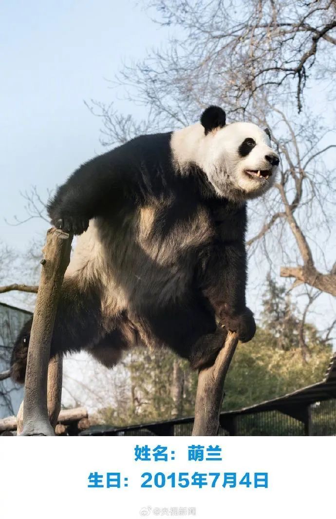 和花、和叶、萌兰，生日快乐！