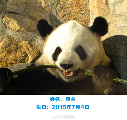 生日快乐！萌兰花花和叶今天生日