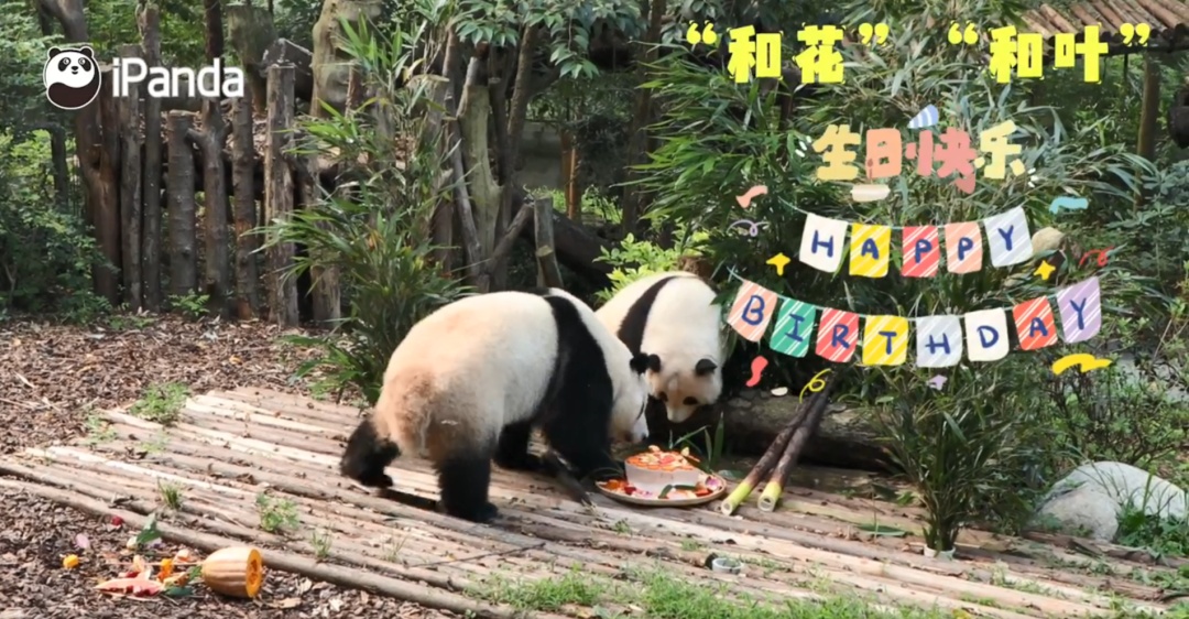 “西直门三太子”生日快乐！蛋糕上有9只“小鸟”