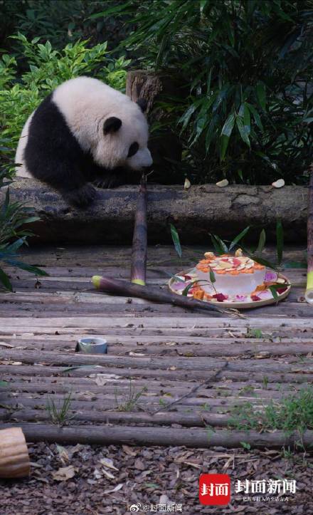 转存收藏！和花和叶生日高清图集
