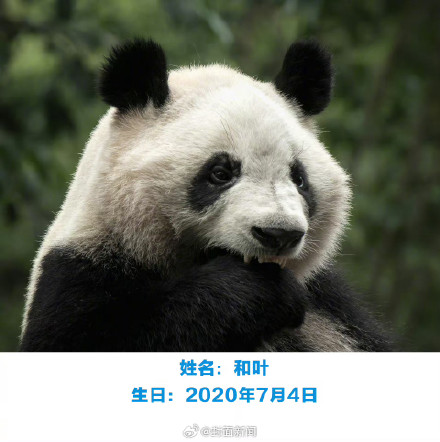 萌兰花花和叶今天生日,花花可可爱爱到4岁 萌兰花花和叶今天生日,花花可可爱爱到4岁