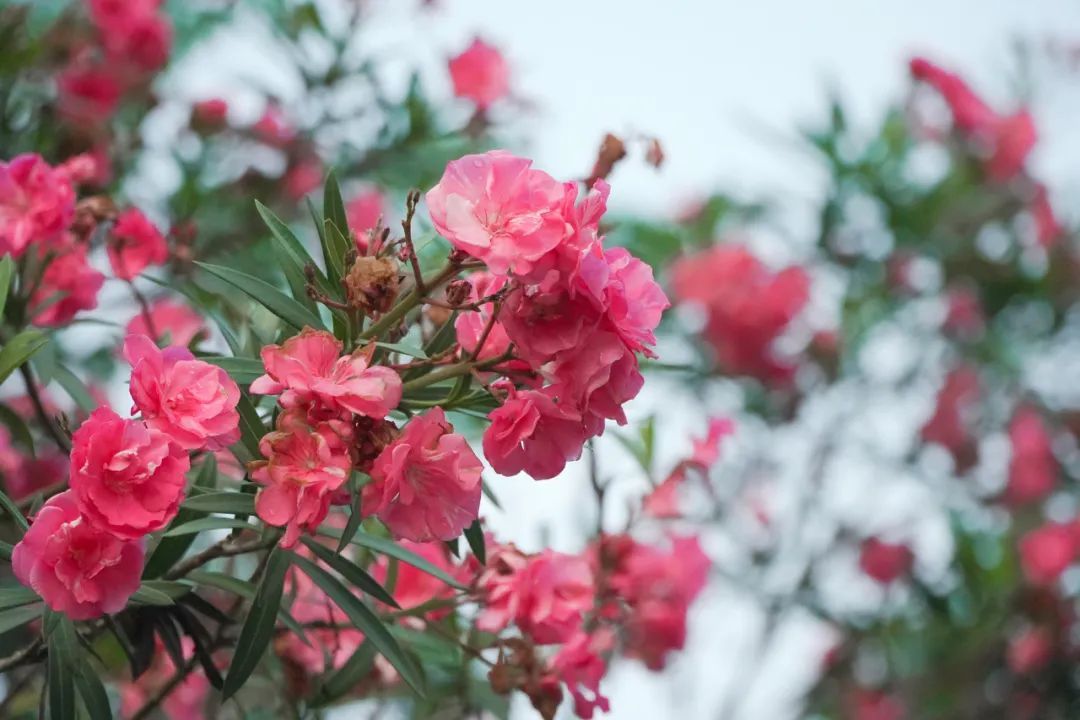 全株有毒!别碰!重庆路边很常见...... 全株有毒!别碰!重庆路边很常见......