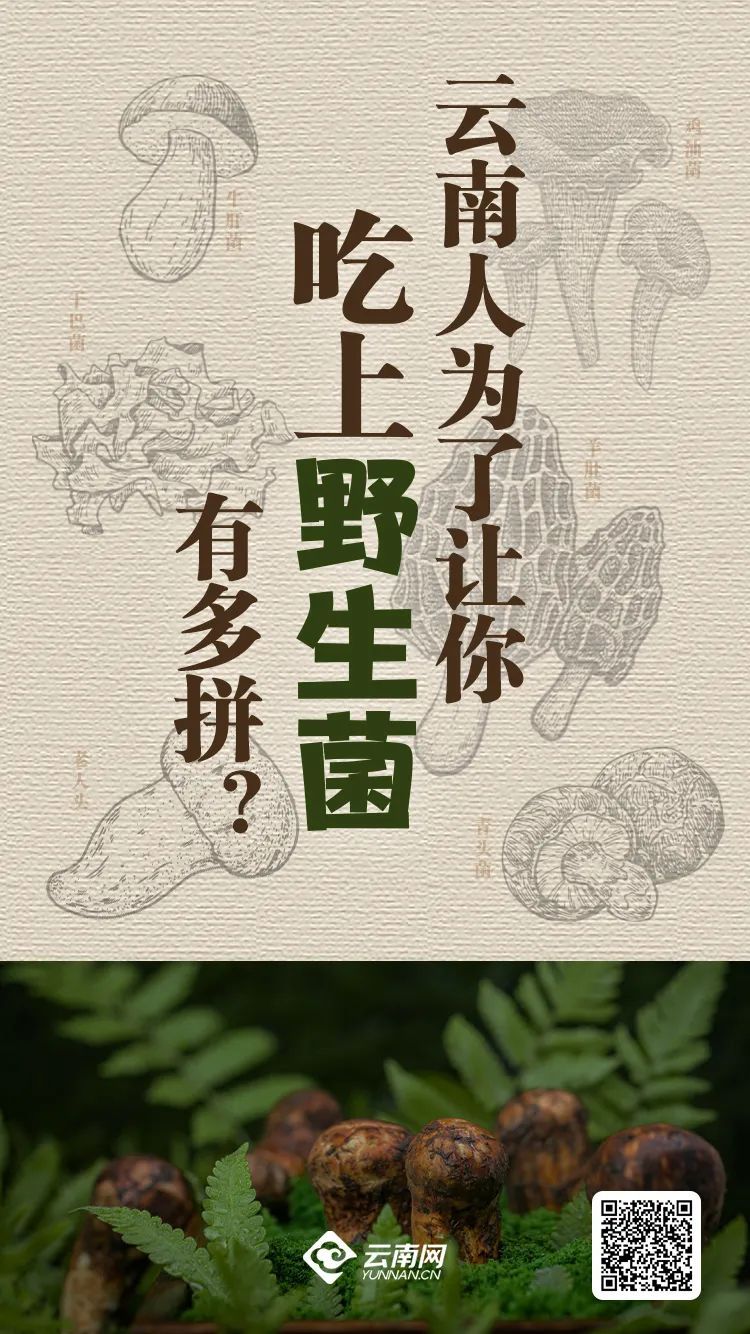 为了让你吃上野生菌,云南人有多拼? 为了让你吃上野生菌,云南人有多拼?