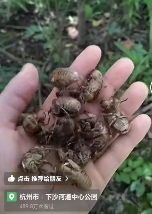 近期大量出现！有人出价800元/公斤，浙江不少人在抓