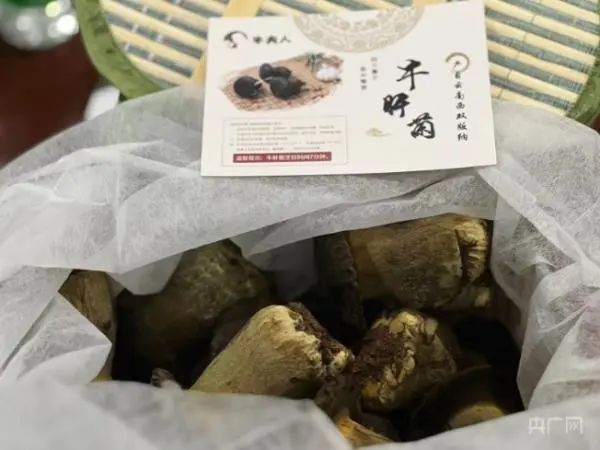 为了让你吃上野生菌,云南人有多拼? 为了让你吃上野生菌,云南人有多拼?