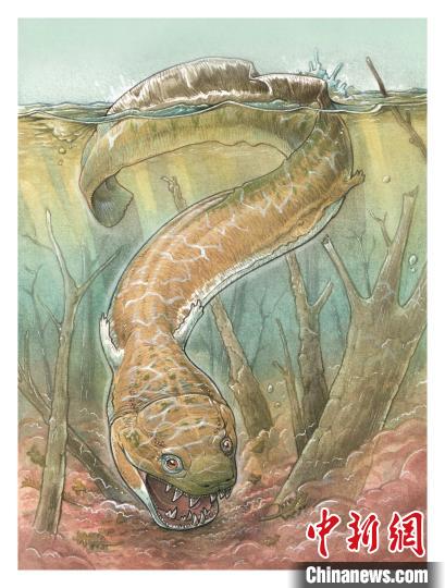 国际最新研究发现2.8亿年前巨大蝾螈类动物化石 同类体型最大