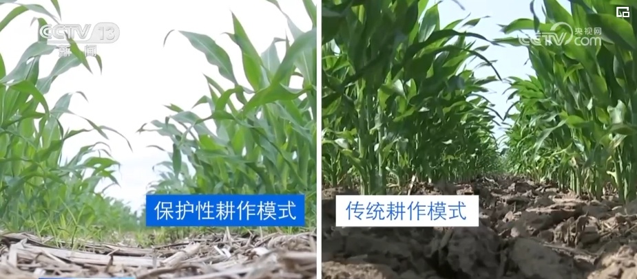 “一地一策”，3.0版！耕地中的“大熊猫”交出“优粮”答卷