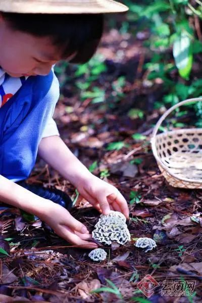 为了让你吃上野生菌,云南人有多拼? 为了让你吃上野生菌,云南人有多拼?