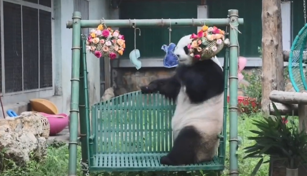 “西直门三太子”生日快乐！蛋糕上有9只“小鸟”