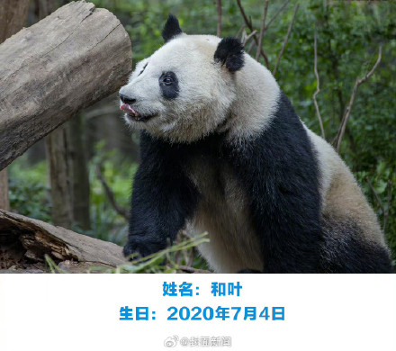 萌兰花花和叶今天生日,花花可可爱爱到4岁 萌兰花花和叶今天生日,花花可可爱爱到4岁