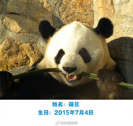 萌兰花花和叶今天生日,花花可可爱爱到4岁 萌兰花花和叶今天生日,花花可可爱爱到4岁