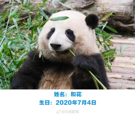 生日快乐！萌兰花花和叶今天生日