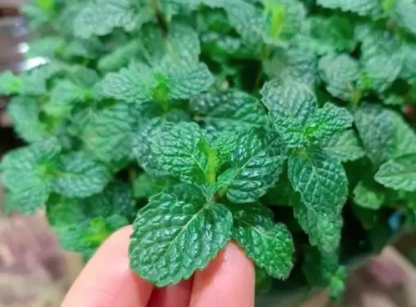 答疑解惑 | 薄荷的清凉味从哪儿来的？