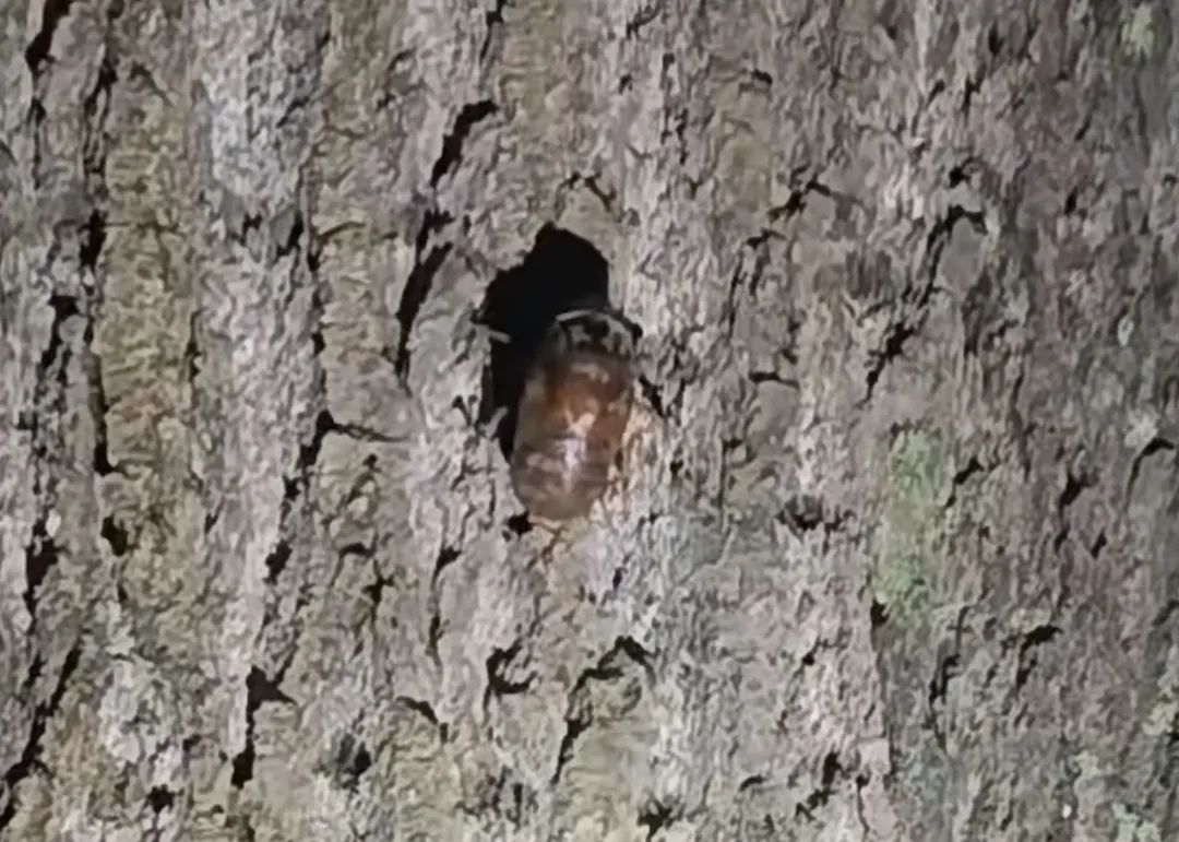 近期大量出现！有人出价800元/公斤，浙江不少人在抓