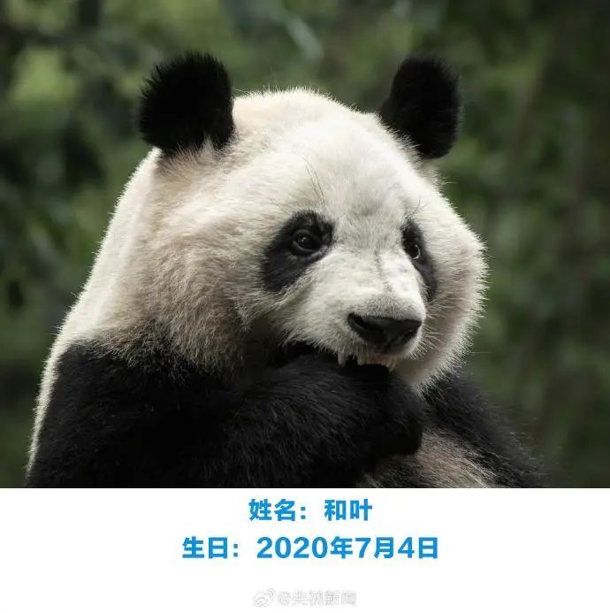 “西直门三太子”生日快乐！蛋糕上有9只“小鸟”