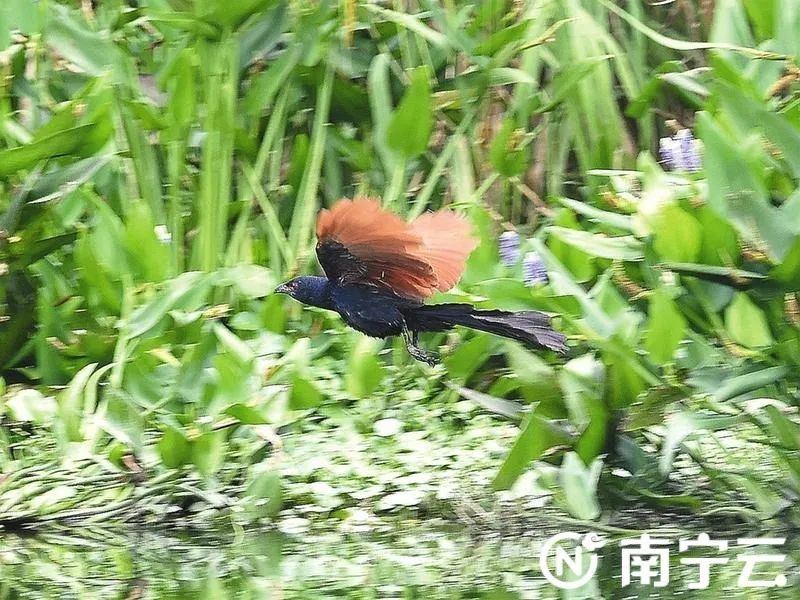 国家二级保护动物褐翅鸦鹃在南湖筑巢安家 国家二级保护动物褐翅鸦鹃在南湖筑巢安家