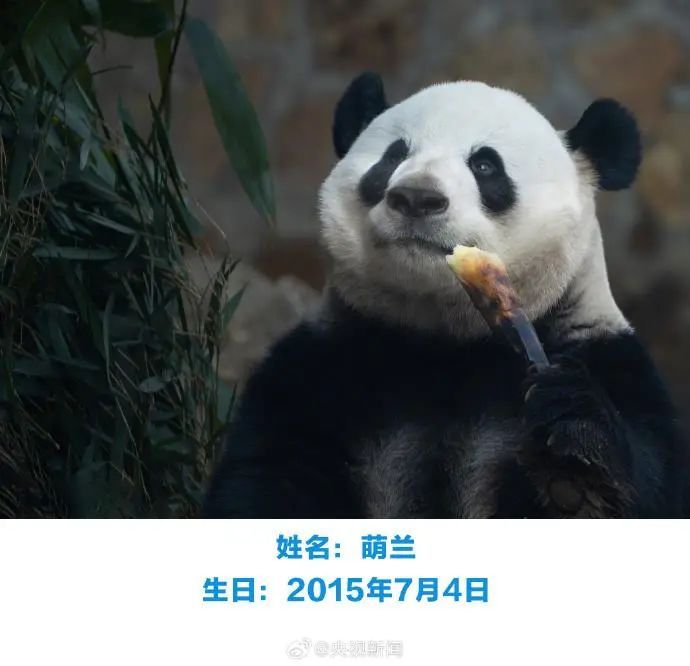 “西直门三太子”生日快乐！蛋糕上有9只“小鸟”