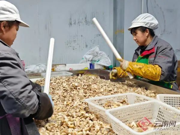 为了让你吃上野生菌,云南人有多拼? 为了让你吃上野生菌,云南人有多拼?