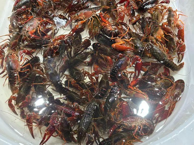 上市量减少！昆明小龙虾每公斤价格上涨……